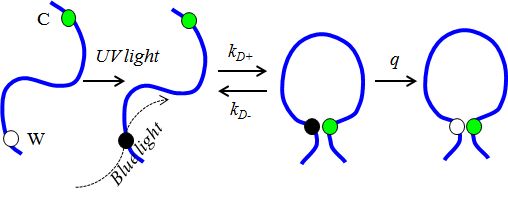 loop diagram